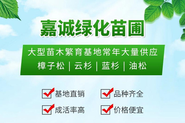 嘉誠綠化苗圃