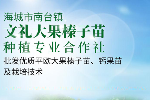 文禮大果榛子